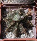 Выставка 25-27.05.2012 на Куликовом поле