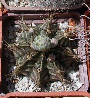 Выставка 25-27.05.2012 на Куликовом поле