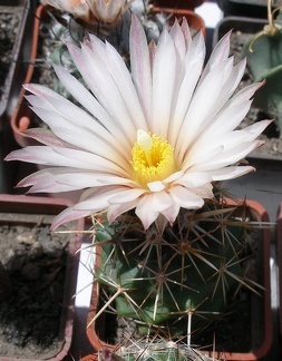 Выставка 25-27.05.2012 на Куликовом поле