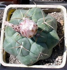 Выставка 25-27.05.2012 на Куликовом поле