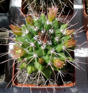 Выставка 25-27.05.2012 на Куликовом поле