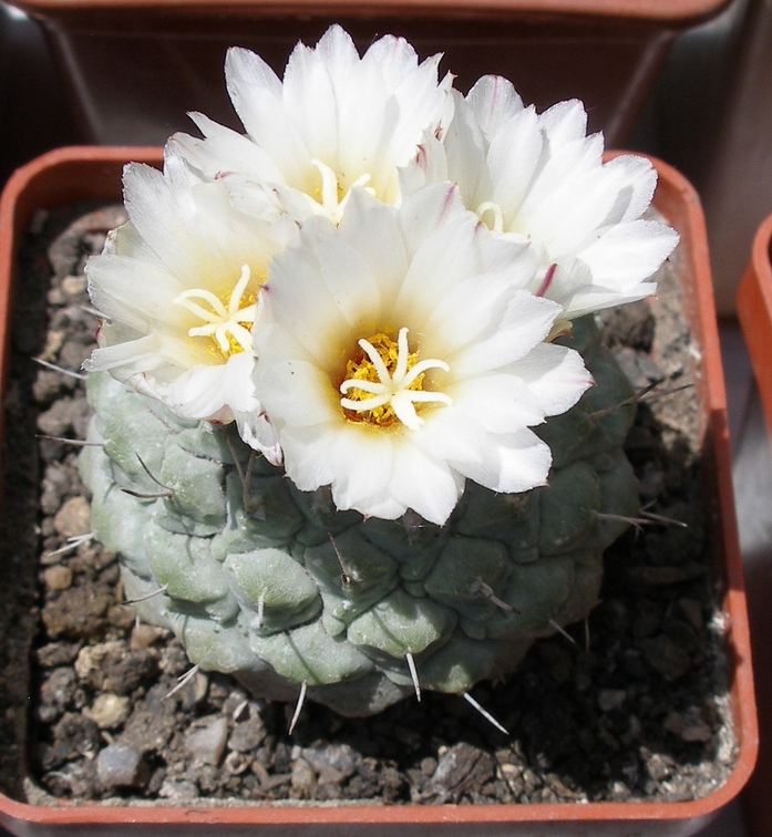 Выставка 25-27.05.2012 на Куликовом поле