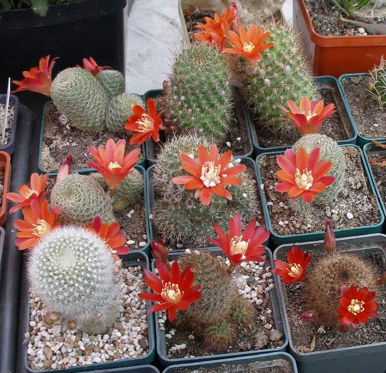  Выставка 03-05.06.2011 на Куликовом поле