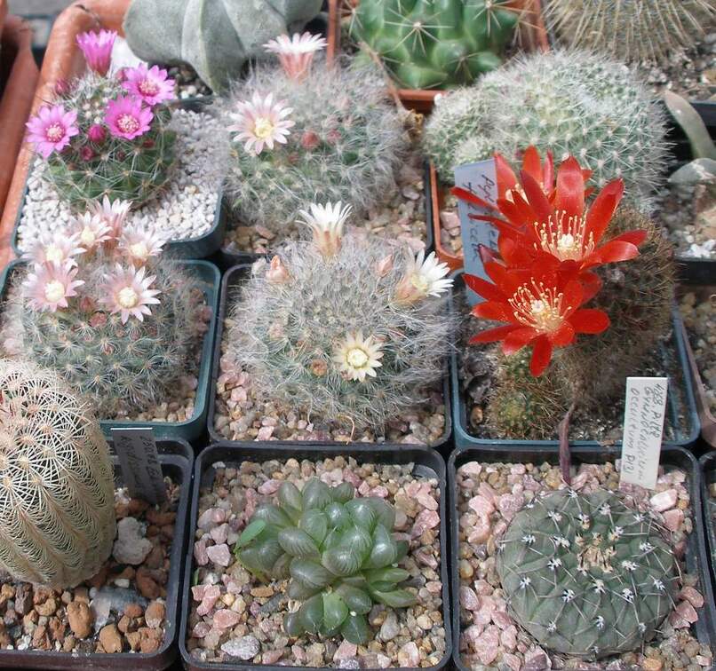  Выставка 03-05.06.2011 на Куликовом поле