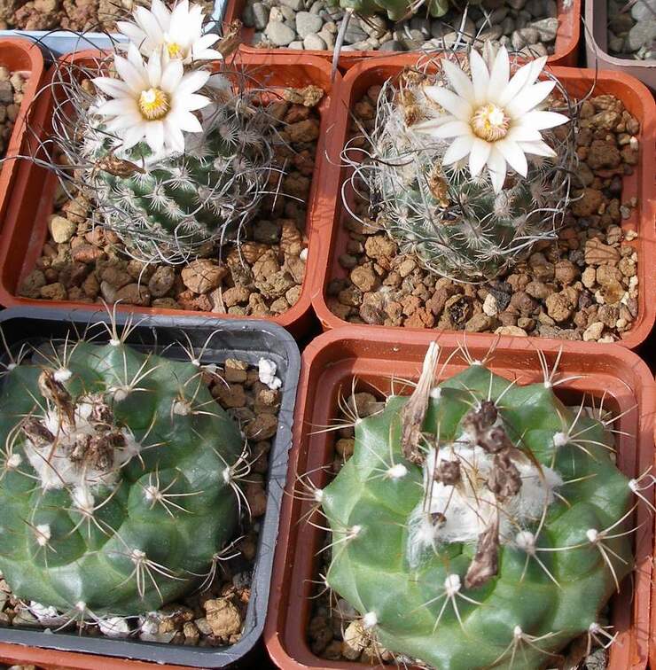  Выставка 03-05.06.2011 на Куликовом поле