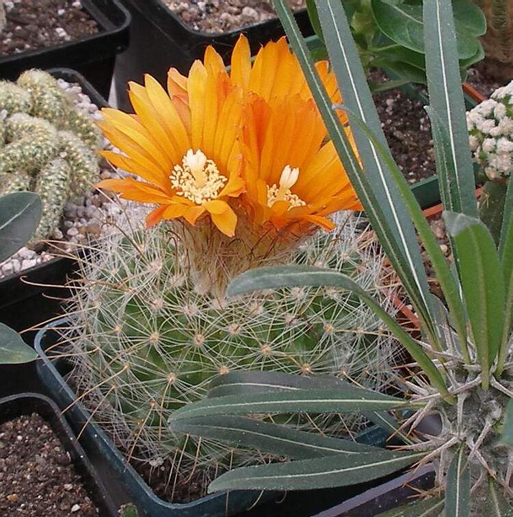  Выставка 03-05.06.2011 на Куликовом поле