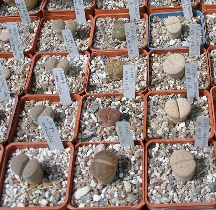  Выставка 03-05.06.2011 на Куликовом поле