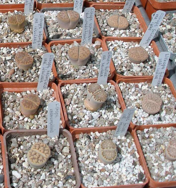  Выставка 03-05.06.2011 на Куликовом поле