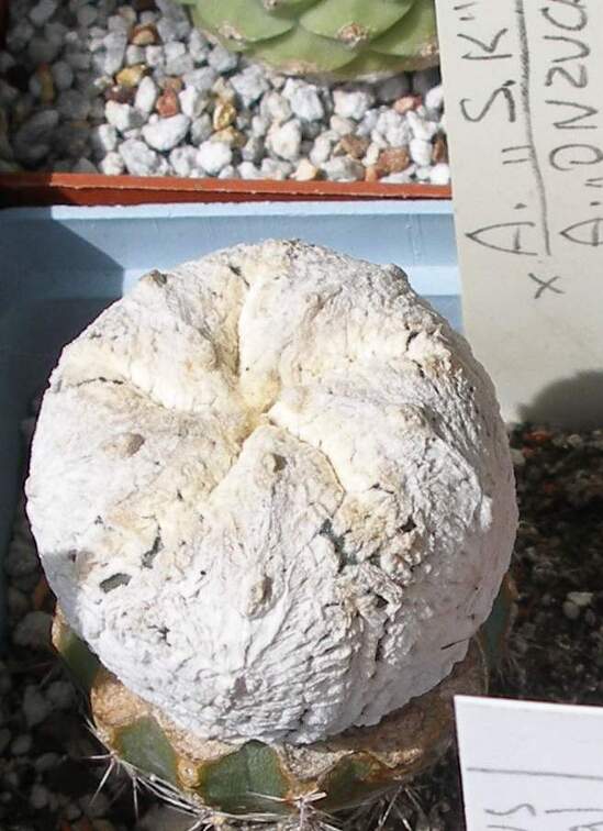  Выставка 03-05.06.2011 на Куликовом поле