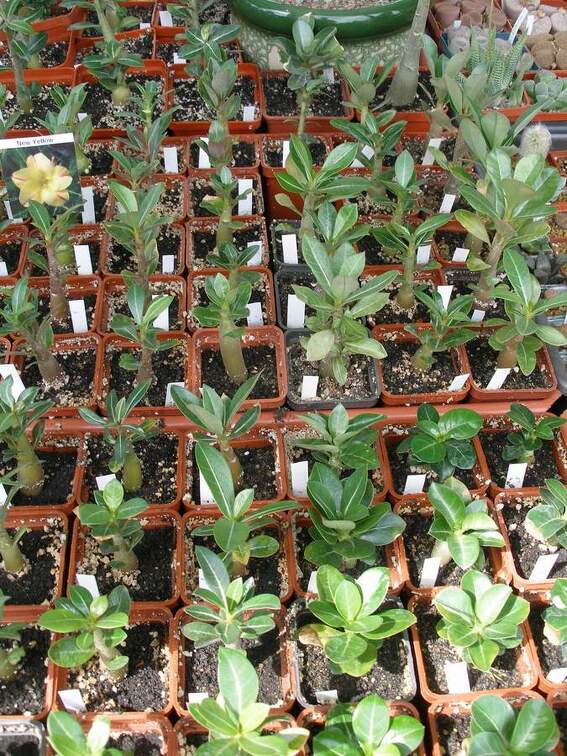  Выставка 03-05.06.2011 на Куликовом поле