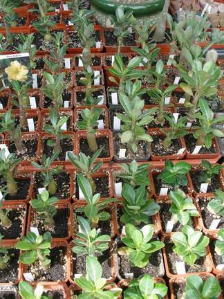  Выставка 03-05.06.2011 на Куликовом поле