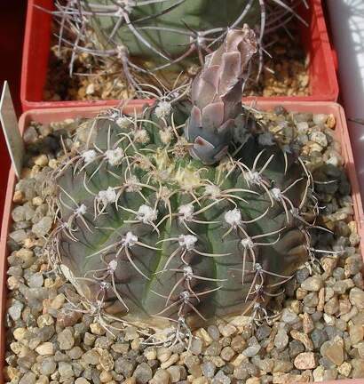  Выставка 03-05.06.2011 на Куликовом поле