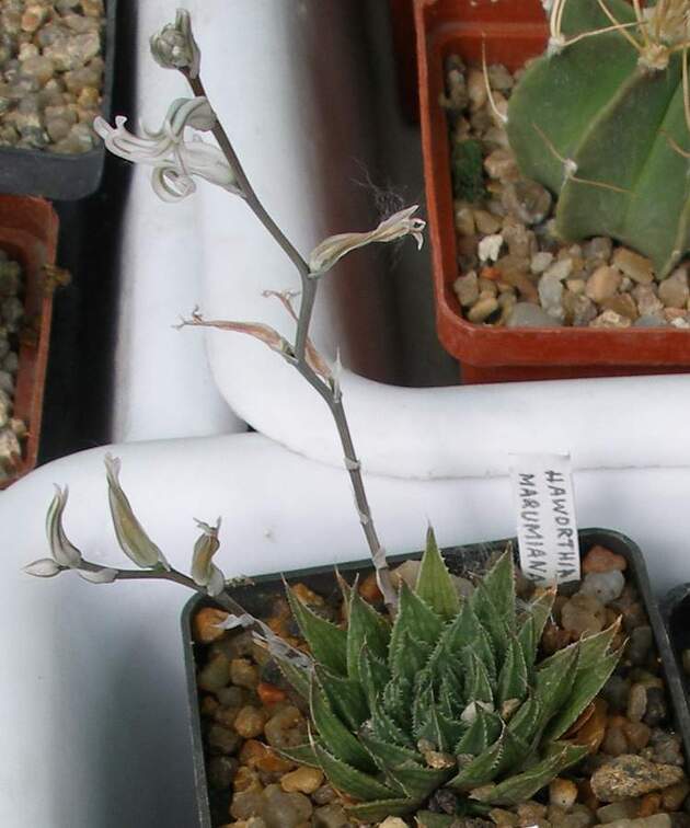  Выставка 03-05.06.2011 на Куликовом поле