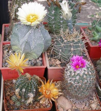  Выставка 03-05.06.2011 на Куликовом поле