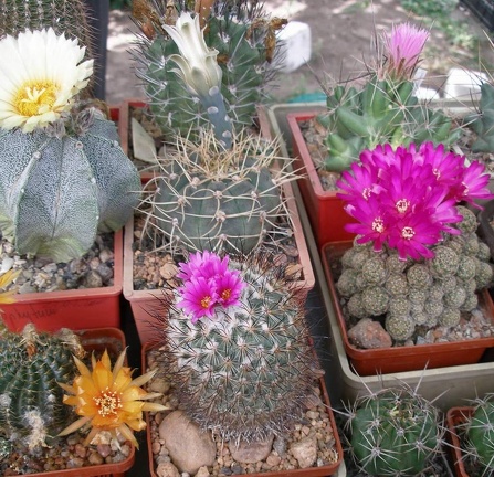  Выставка 03-05.06.2011 на Куликовом поле