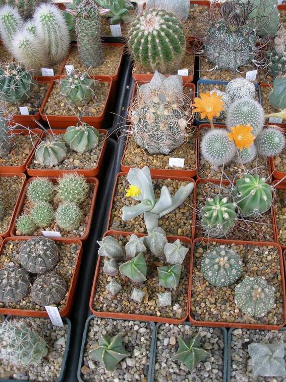  Выставка 03-05.06.2011 на Куликовом поле