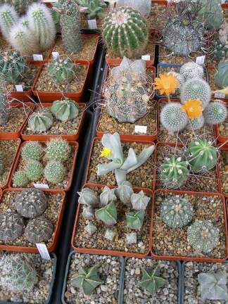  Выставка 03-05.06.2011 на Куликовом поле