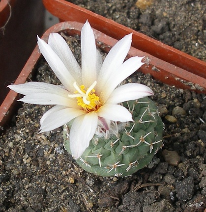  Выставка 03-05.06.2011 на Куликовом поле