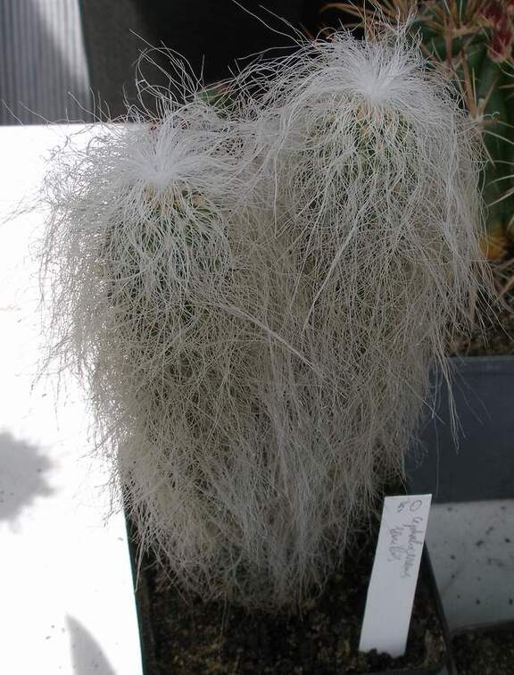  Выставка 03-05.06.2011 на Куликовом поле