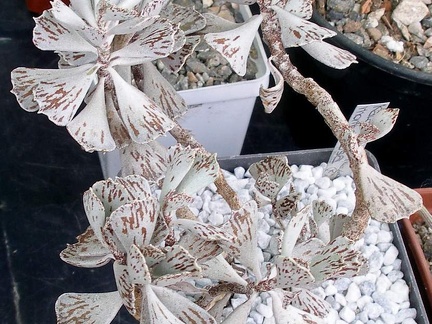  Выставка 03-05.06.2011 на Куликовом поле