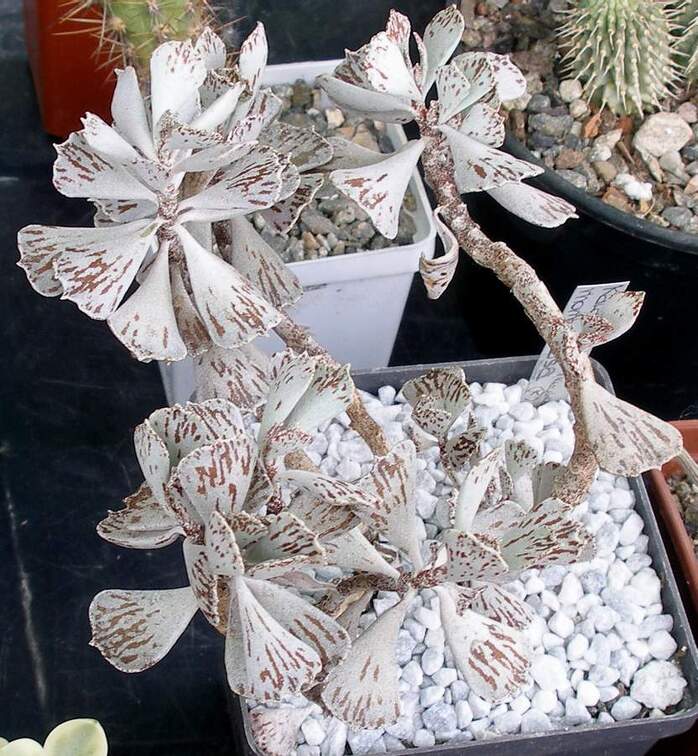  Выставка 03-05.06.2011 на Куликовом поле