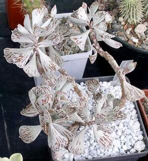  Выставка 03-05.06.2011 на Куликовом поле