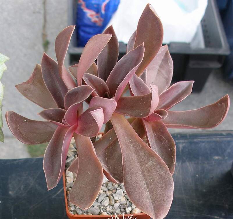  Выставка 03-05.06.2011 на Куликовом поле