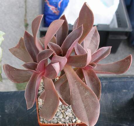  Выставка 03-05.06.2011 на Куликовом поле