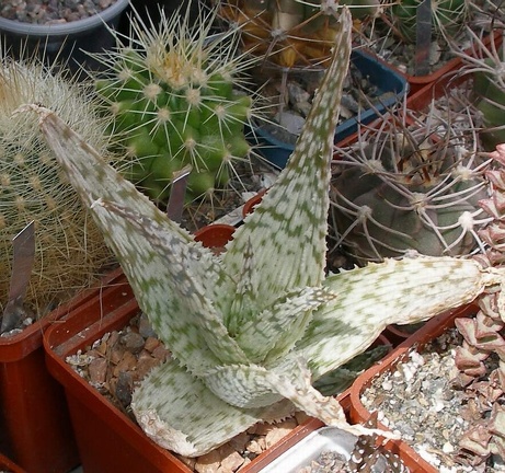  Выставка 03-05.06.2011 на Куликовом поле