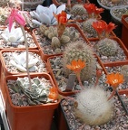  Выставка 03-05.06.2011 на Куликовом поле