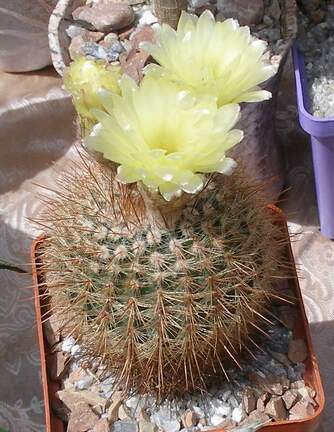  Выставка 03-05.06.2011 на Куликовом поле