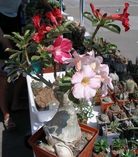  Выставка 03-05.06.2011 на Куликовом поле