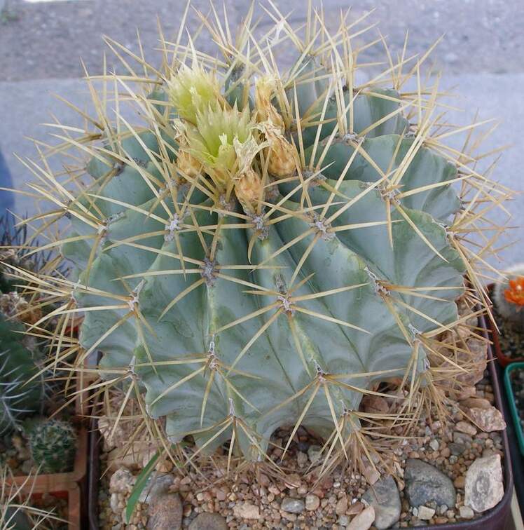  Выставка 03-05.06.2011 на Куликовом поле