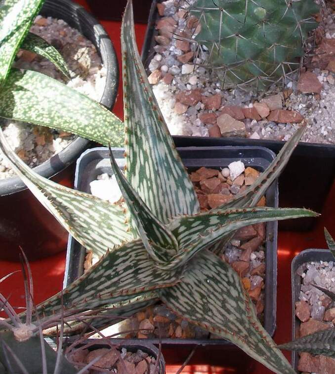  Выставка 03-05.06.2011 на Куликовом поле