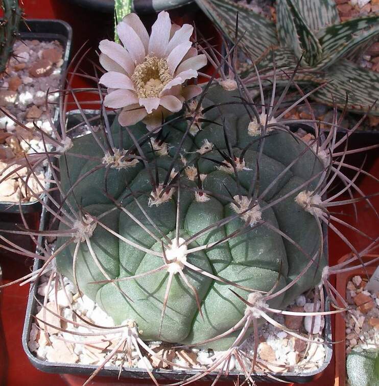  Выставка 03-05.06.2011 на Куликовом поле