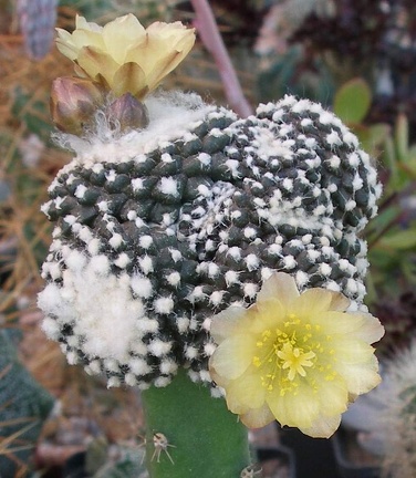  Выставка 03-05.06.2011 на Куликовом поле