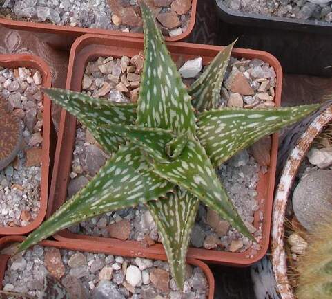  Выставка 03-05.06.2011 на Куликовом поле