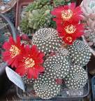  Выставка 03-05.06.2011 на Куликовом поле