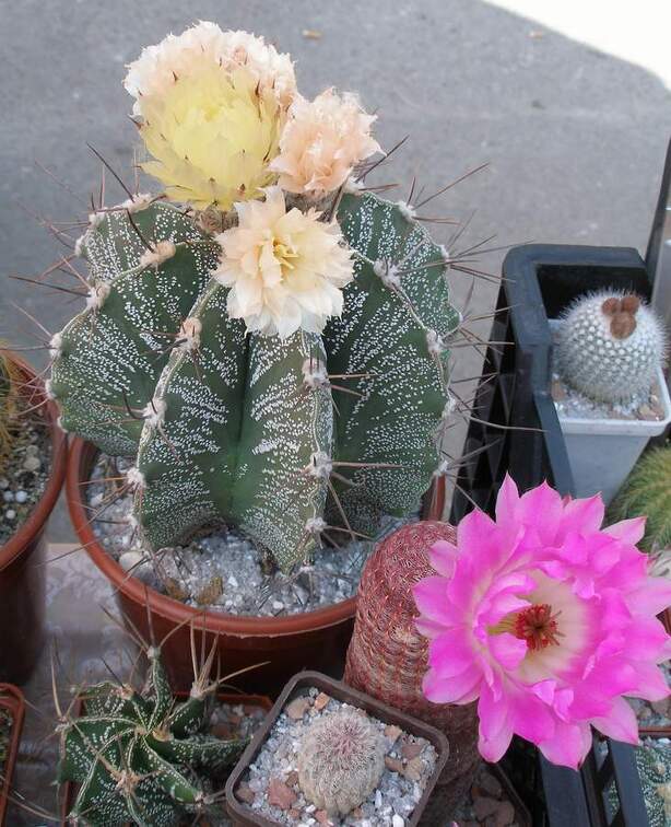  Выставка 03-05.06.2011 на Куликовом поле