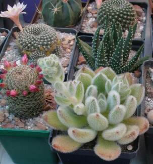  Выставка 03-05.06.2011 на Куликовом поле