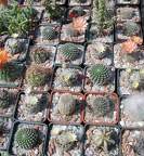  Выставка 03-05.06.2011 на Куликовом поле