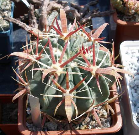  Выставка 03-05.06.2011 на Куликовом поле