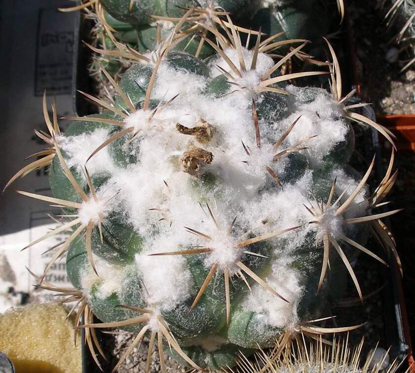  Выставка 03-05.06.2011 на Куликовом поле