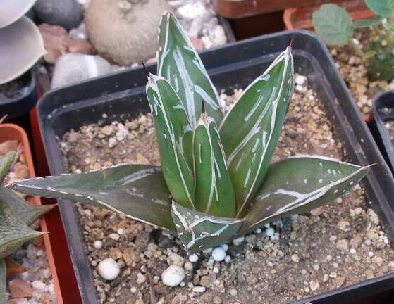  Выставка 03-05.06.2011 на Куликовом поле