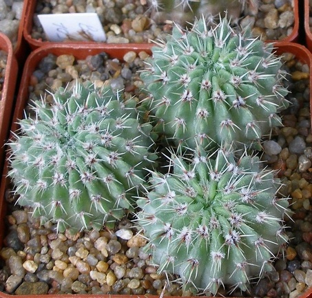  Выставка 03-05.06.2011 на Куликовом поле