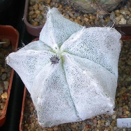  Выставка 03-05.06.2011 на Куликовом поле