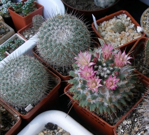  Выставка 03-05.06.2011 на Куликовом поле