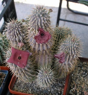  Выставка 03-05.06.2011 на Куликовом поле