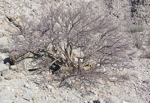 Baja (California) (2136 відвідувань) Фото Стивена Брэка (Steven Brack, Belen, New Mexico)
Baja (California)