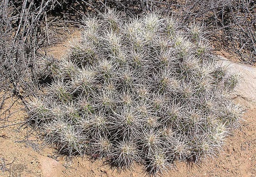 Baja (California) (1831 відвідувань) Фото Стивена Брэка (Steven Brack, Belen, New Mexico) Baja (California)